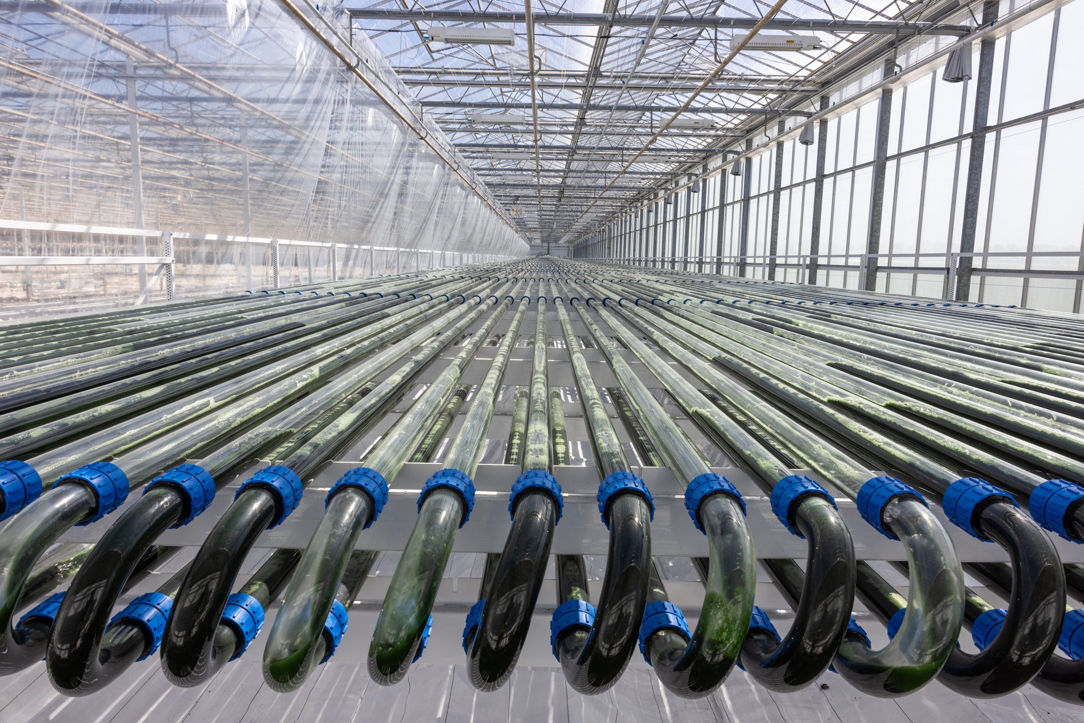 Rijen fotobioreactorbuizen met algen in een Nederlandse kas