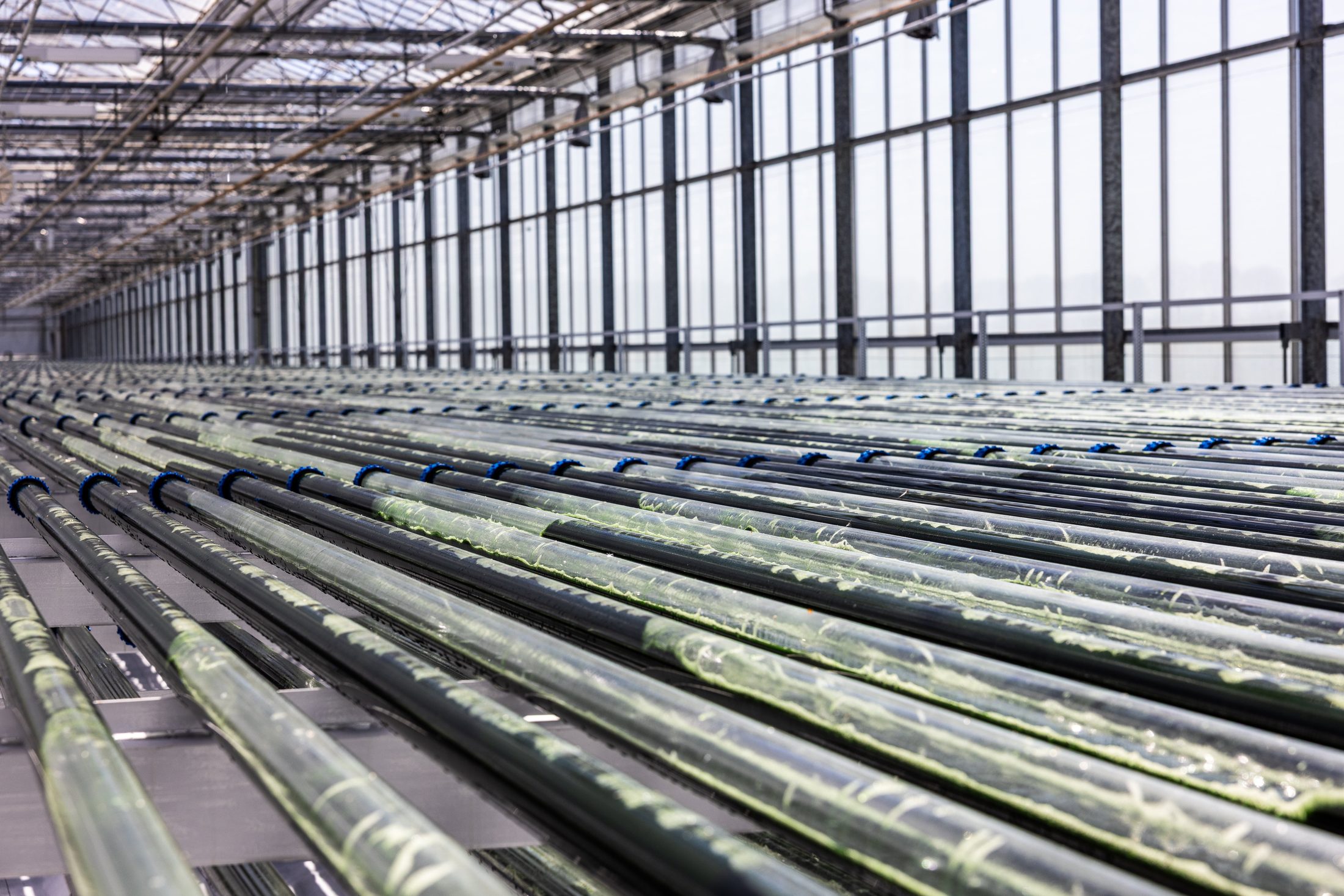Rijen fotobioreactorbuizen met algen